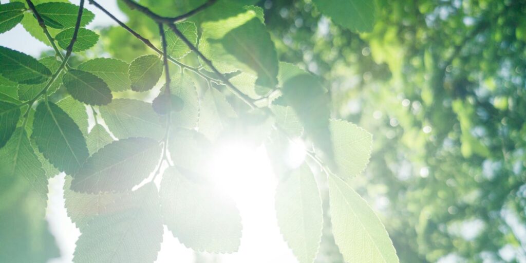 A close-up of sunlight shining through vibrant green leaves on a sunny day.